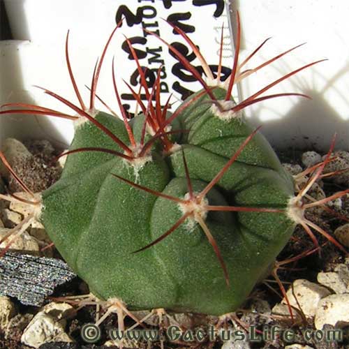 Gymnocalycium pflanzii v. argentinense JO 165