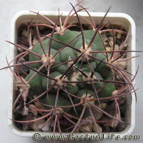 Gymnocalycium saglione v. longispinum