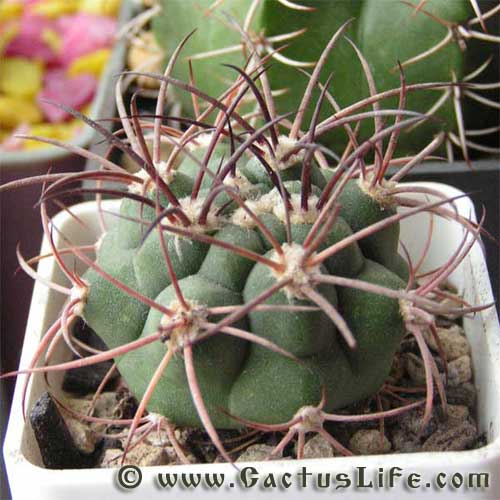 Gymnocalycium saglione v. longispinum