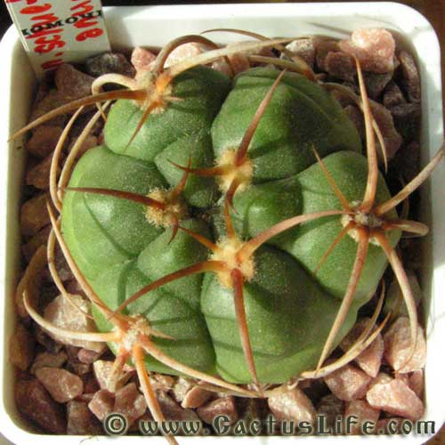 Gymnocalycium schuetzianum