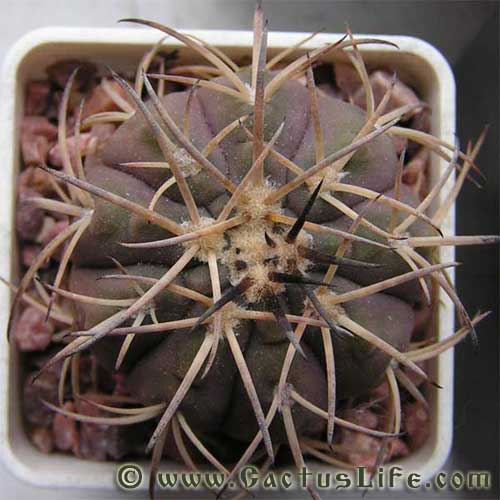 Gymnocalycium spegazzinii var. major