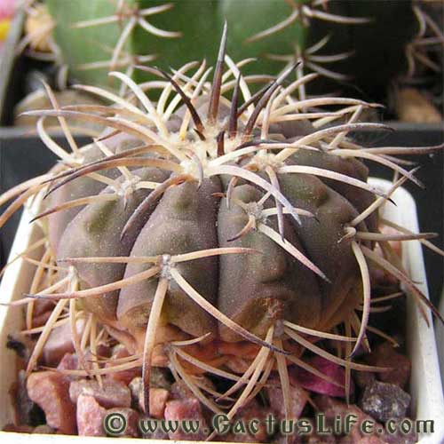 Gymnocalycium spegazzinii var. major