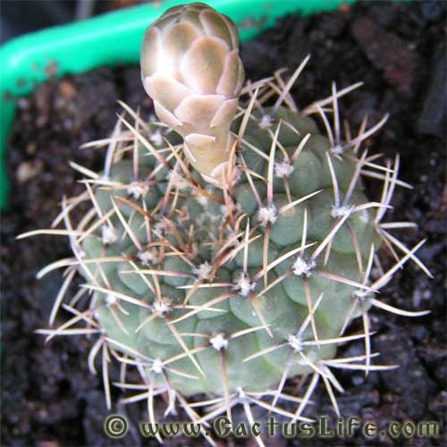 Gymnocalycium stellatum