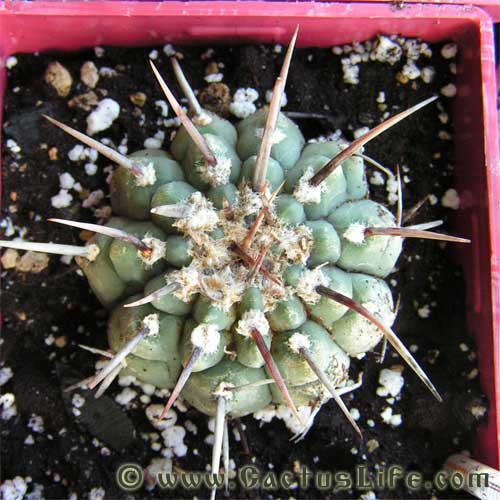 Gymnocalycium vatteri