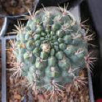 Gymnocalycium Baldianum