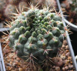 Gymnocalycium Baldianum