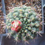 Gymnocalycium Baldianum