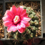 Gymnocalycium Baldianum