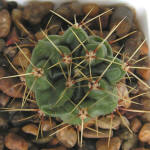 Gymnocalycium achirasense VG04-018-8a