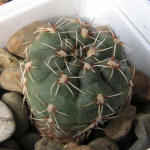 Gymnocalycium amerhauseri GN 1044-3700