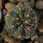 Gymnocalycium amerhauseri GN 1044-3700