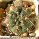 Gymnocalycium andreae GN1062-3838