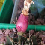 Gymnocalycium anisitsii 