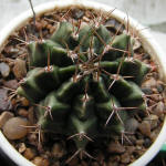 Gymnocalycium anisitsii 