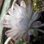 Gymnocalycium anisitsii 