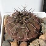 Gymnocalycium asterium var. paucispinum