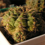 Gymnocalycium Baldianum