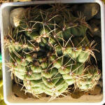 Gymnocalycium Baldianum