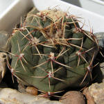 Gymnocalycium Baldianum