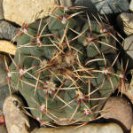 Gymnocalycium Baldianum