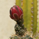 Gymnocalycium Baldianum