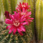 Gymnocalycium Baldianum