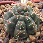 Gymnocalycium Baldianum GN96-925/3029