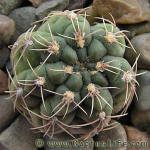 Gymnocalycium Baldianum P127