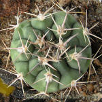 Gymnocalycium bicolor STO232