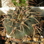 Gymnocalycium bodenbenderianum ssp. intertextum P81