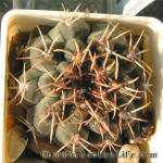 Gymnocalycium bodenbenderianum ssp. intertextum P81