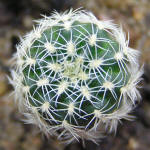 Gymnocalycium bruchii