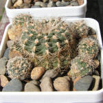 Gymnocalycium bruchii