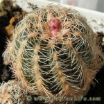 Gymnocalycium bruchii