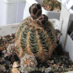 Gymnocalycium bruchii