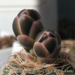 Gymnocalycium bruchii