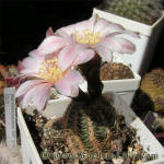 Gymnocalycium bruchii