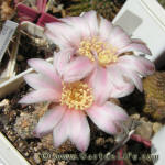 Gymnocalycium bruchii