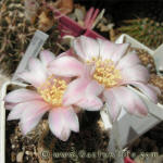 Gymnocalycium bruchii