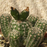 Gymnocalycium bruchii