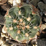 Gymnocalycium bruchii var. brigittae P214