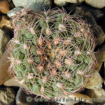 Gymnocalycium calochlorum P203