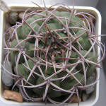 Gymnocalycium carmianthum