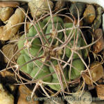 Gymnocalycium castellanosii STO206