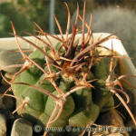 Gymnocalycium castellanosii var. armillatum HT97-244