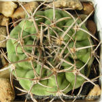 Gymnocalycium ferox GN395