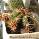 Gymnocalycium fleischerianum P411