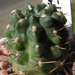 Gymnocalycium gibbosum WP151-233