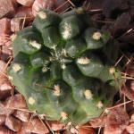 Gymnocalycium gibbosum WP151-233