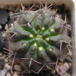 Gymnocalycium gibbosum WP151-233